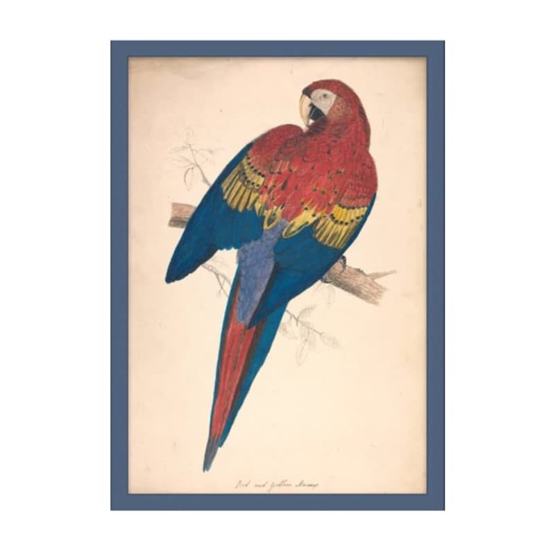 Red and Yellow Macaw Edward Lear 1832